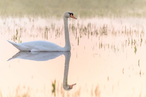 Mute swan