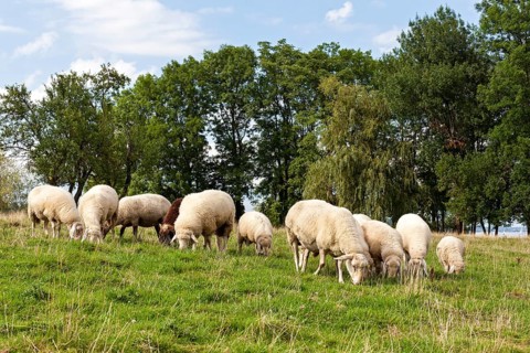Wild sheep