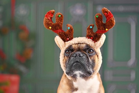 Cute French Bulldog dog with Christmas reindeer antler costume headband
