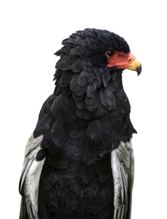 Close up portrait of Bateleur eagle