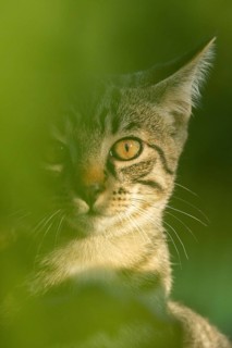 European domestic cat
