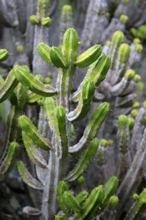 Spurge