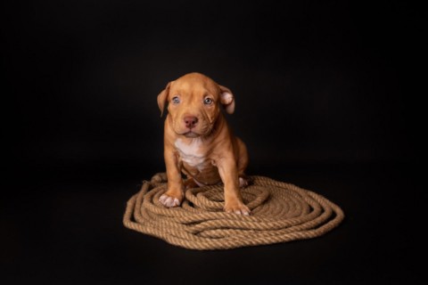 Puppy American Pit Bull Terrier sitt on a jute cord on black background in studio