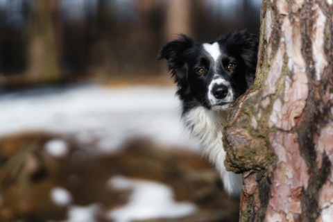 A Border Collie dog poses and shows various tricks in a somewhat wintery setting. Little snow