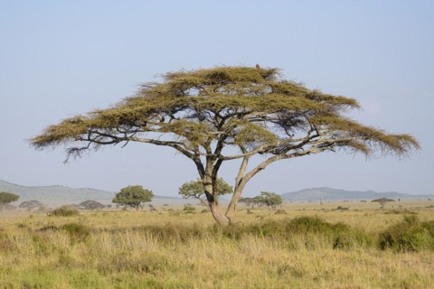 Umbrella thorn acacias