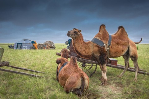 Awaiting the nomadic movement in summer