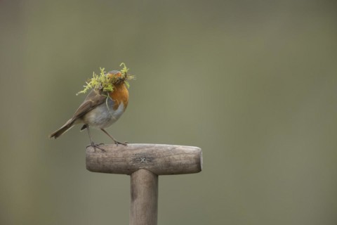 European robin