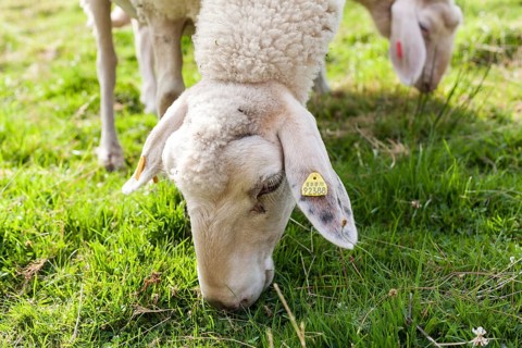 Wild sheep