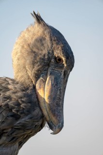 Shoebill