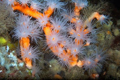 Orange tree coral