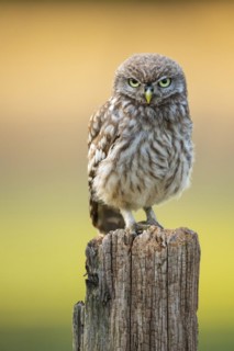 Little Owl
