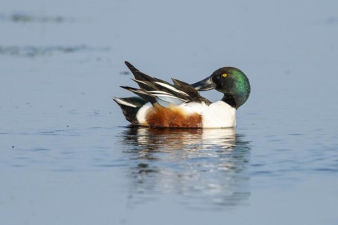 Northern shoveler