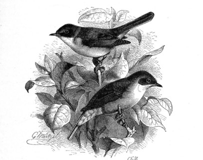 Bird