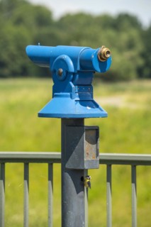 Blue Tit