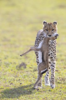 Cheetah