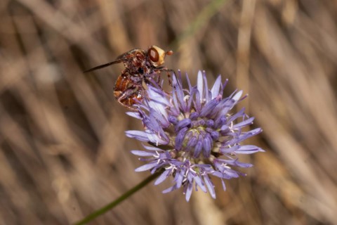 Common broad-headed blowfly hanging on purple flower seen right