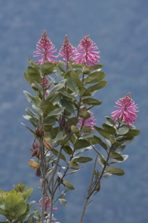 Oreocallis grandiflora