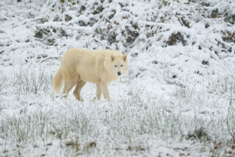 Alaskan tundra wolf