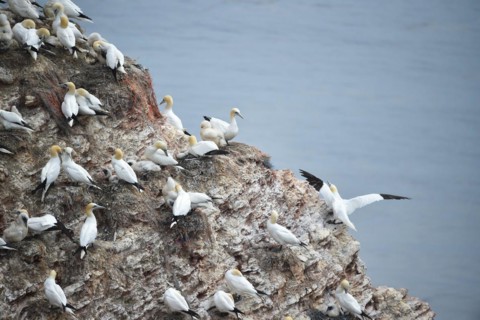 Northern gannet