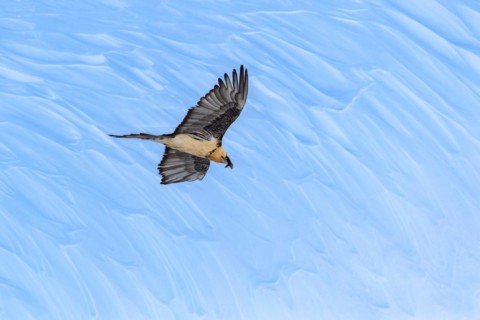 Bearded vulture
