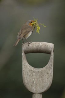 European robin