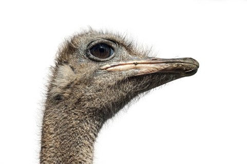 Common ostrich