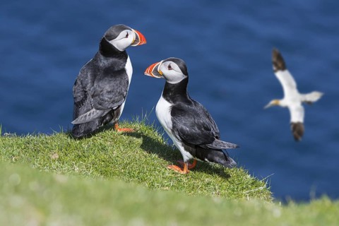 Two Atlantic puffins