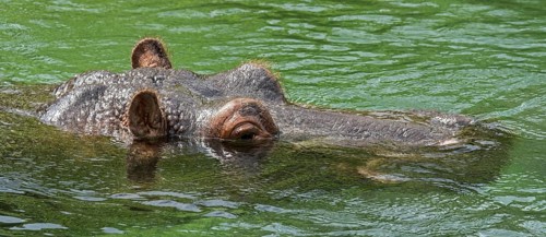 Submerged common hippopotamus