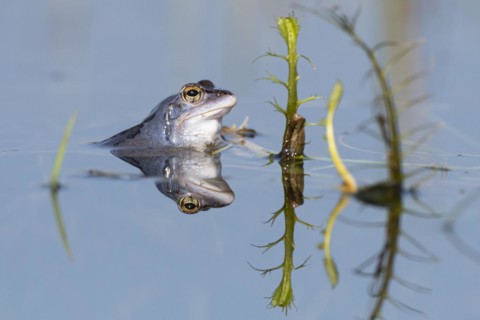 Blue moor frog