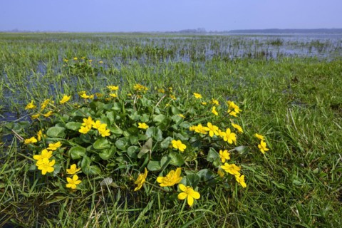 Marsh marigold