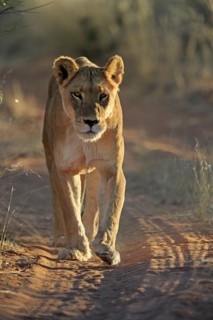 Lion