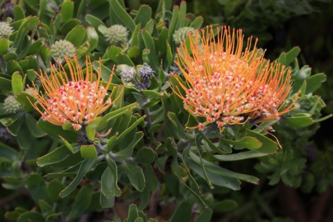 Pincushion Protea