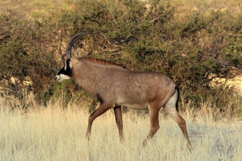 Roan antelope