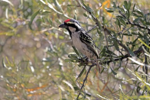 Acacia pied barbet