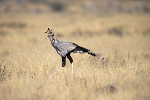 Secretary bird