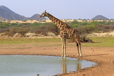 Southern giraffe