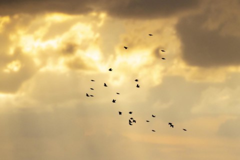 Common starling