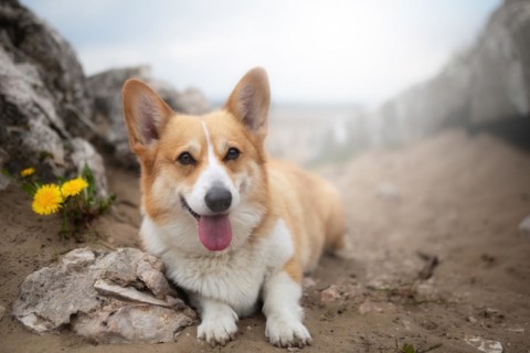 A Welsh Corgi Pembroke dog sits in the desert. Summer