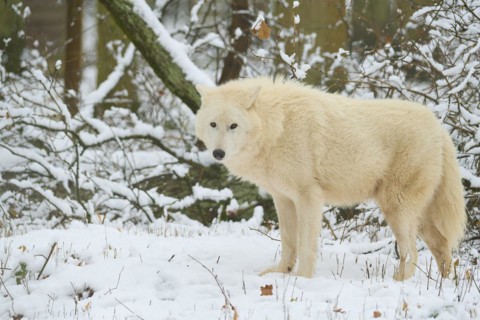 Alaskan tundra wolf