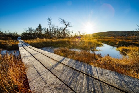 Hiking trail on the plateau in Fulufjaellet National Park