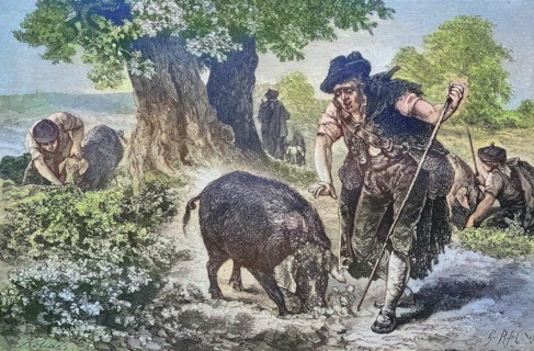 Truffle hunt with a truffle pig in Perigord