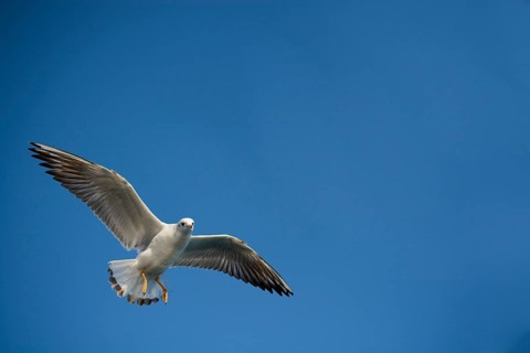 Pair of seagulls flying in blue a sky background
