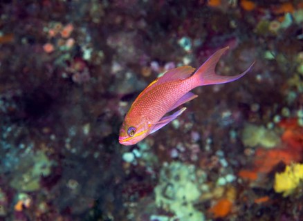Mediterranean basselet
