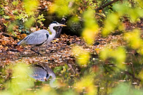 Grey heron