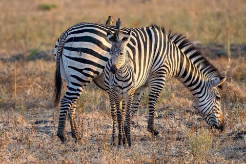 Plains Zebra of the subspecies crawshay's zebra