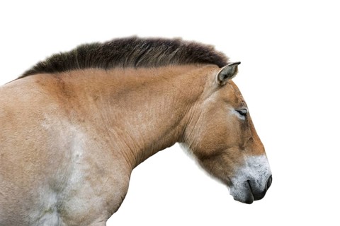 Close up of Przewalski horse