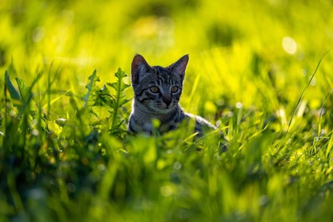 European domestic cat
