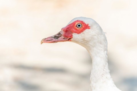 Portrait of a white duck with blue eyes on a farm. Aubrac France