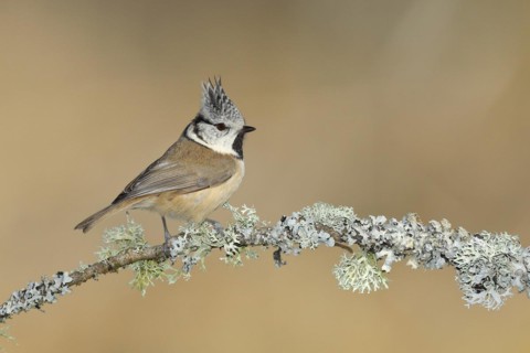 Crested tit