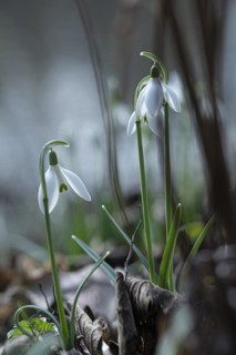 Common snowdrop